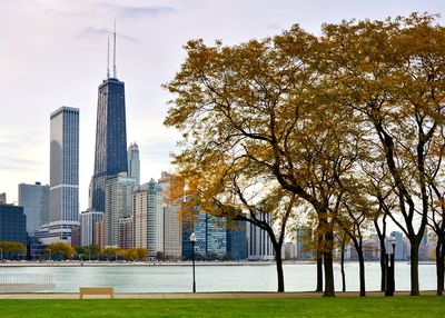 Trees in city against sky