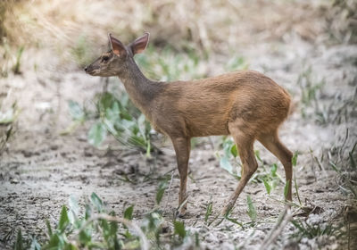 Close-up of deer on field