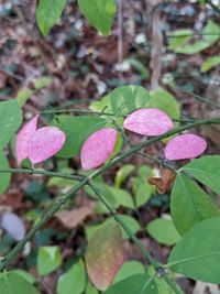 leaf