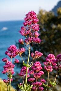 Close-up of pink flowering plant