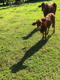 Cow on grass