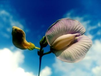 Close-up of flowering plant against blue sky