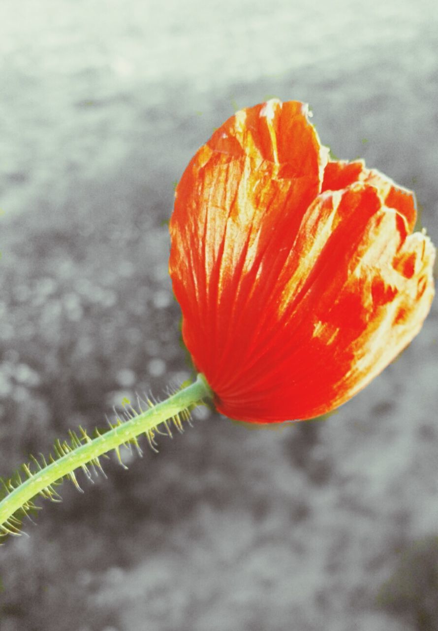 nature, close-up, orange color, growth, red, freshness, flower, fragility, outdoors, no people, beauty in nature, day, water, flower head