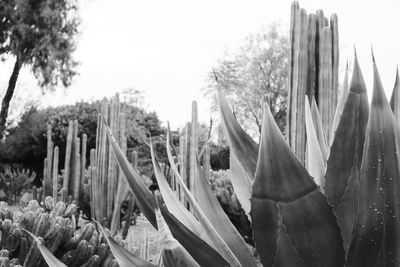 Close-up of cactus growing on field against sky