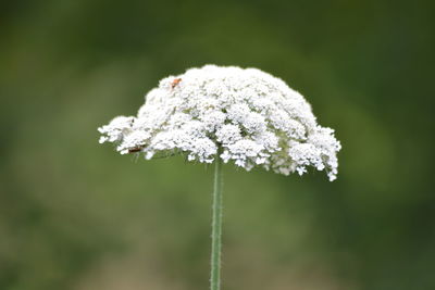 Close-up of white flowering plant on field