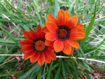 Close-up of orange flower on field