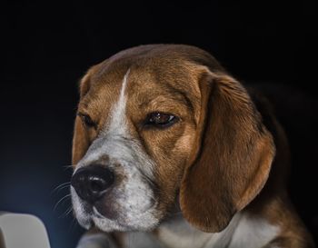 Close-up of dog against black background