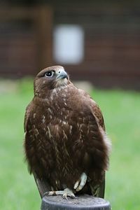 Close-up of owl perching