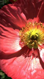 Close-up of pink flower