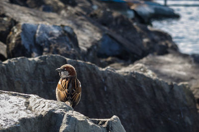 Close-up of bird perching on rock