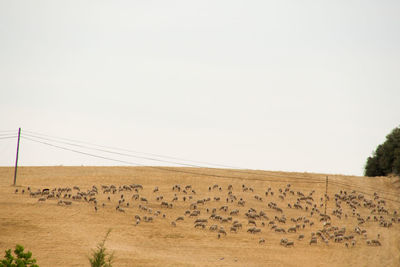 Flock of sheep on field against clear sky