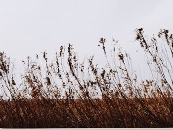 Plants growing on field against sky