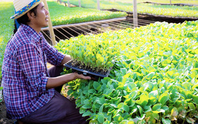 Senior woman working in farm