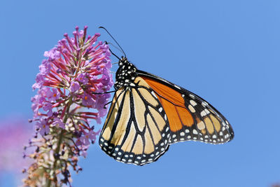 Close-up of butterfly pollinating on purple flower