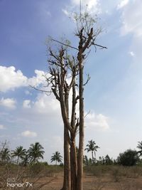 Bare tree on landscape against sky