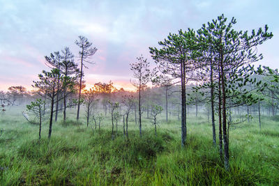 Trees on landscape against sky