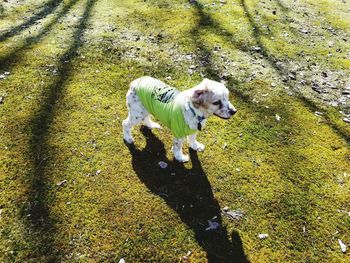 High angle view of dog running