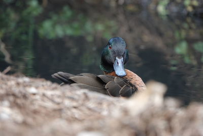 Close-up of duck in lake