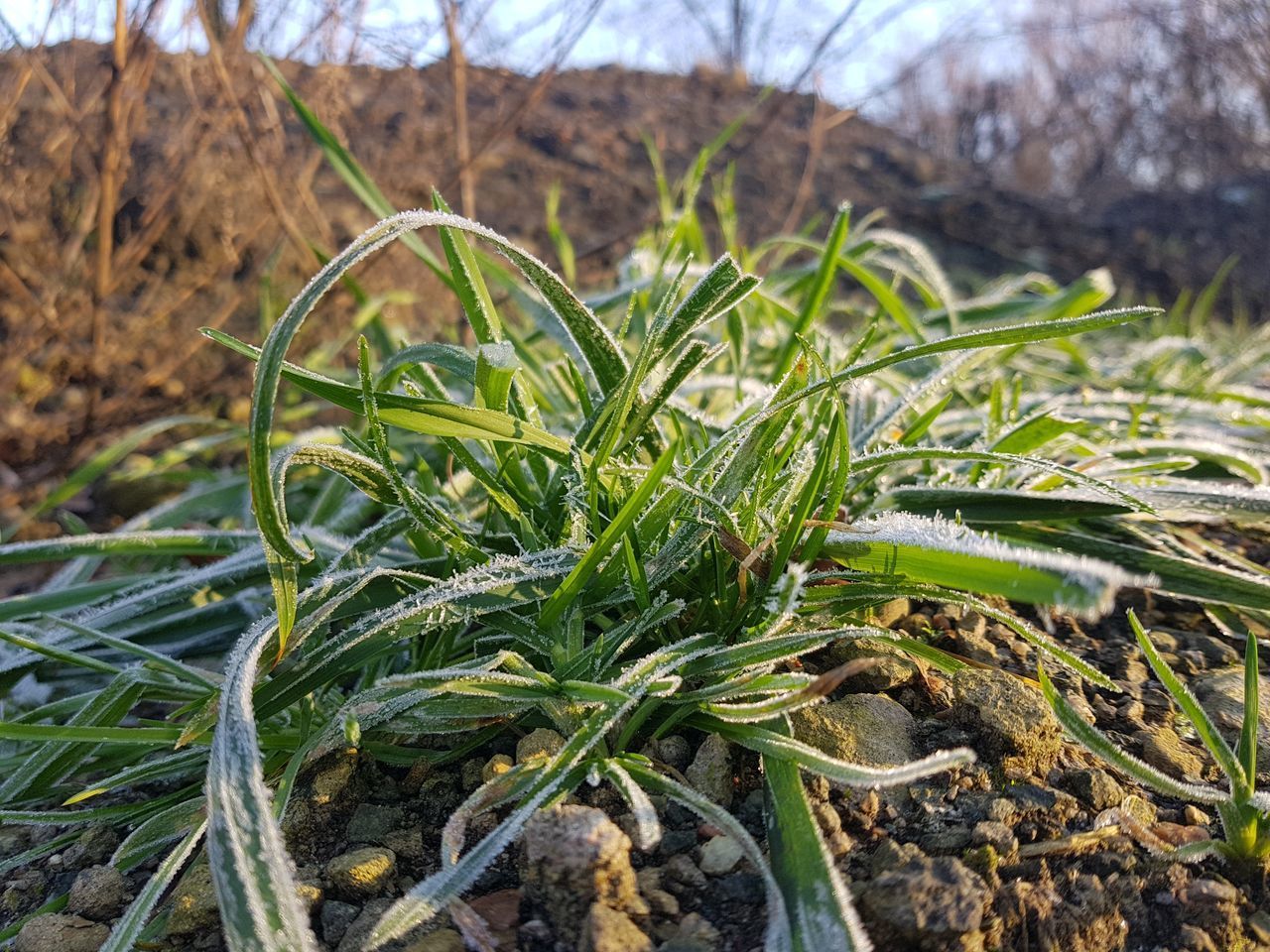 CLOSE-UP OF FRESH CORN FIELD