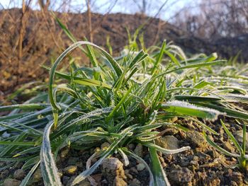 Close-up of plants growing on field