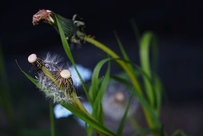 Close-up of insect on flower