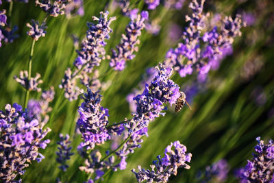 Lavender field