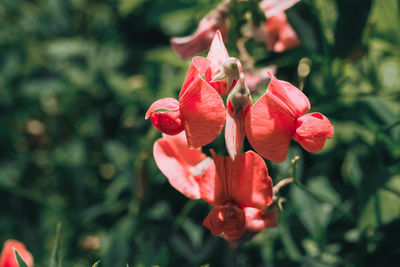 Close-up of red flowers blooming outdoors