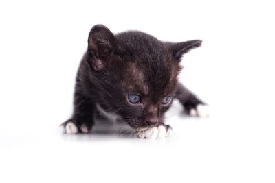 Close-up of black cat against white background