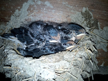 High angle view of bird in nest