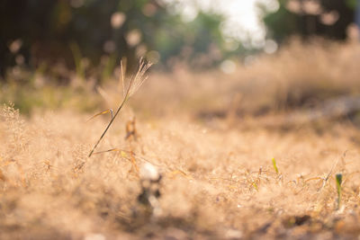 Close-up of wheat growing on field