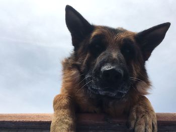 Close-up portrait of german shepherd dog against sky