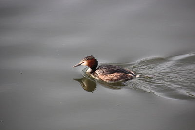 Close-up of bird flying over lake