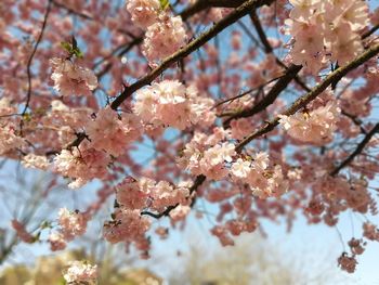 Low angle view of cherry blossoms