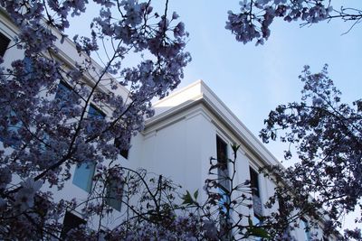 Low angle view of flowering tree and building against sky