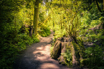 Walkway amidst trees in forest