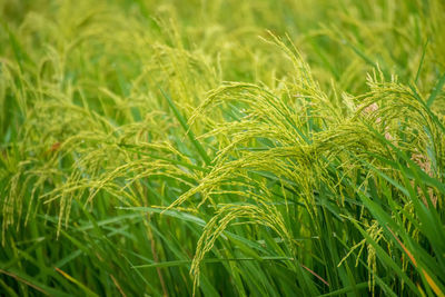 Close-up of stalks in field