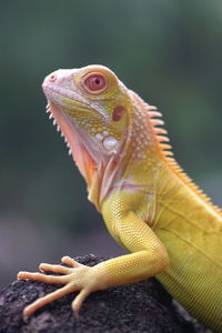 Close-up of lizard