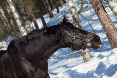 Horse standing outdoors during winter