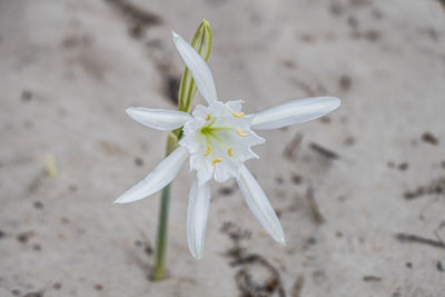 Close-up of white flowering plant