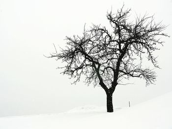 Bare trees on snow covered field