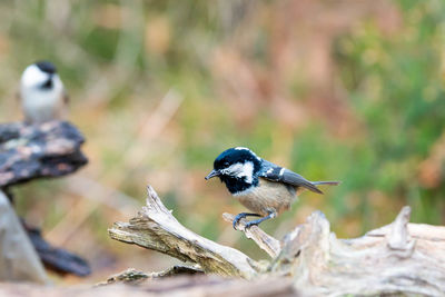 Close-up of birds perching on wood