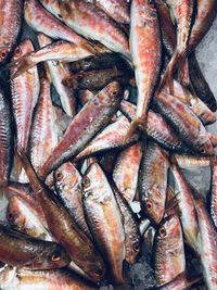 High angle view of fish for sale in market