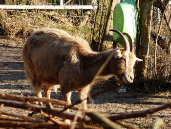 Sheep standing on field