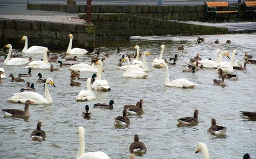 Flock of birds in water