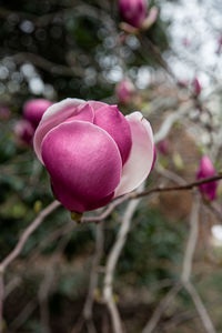 Close-up of pink rose flower buds