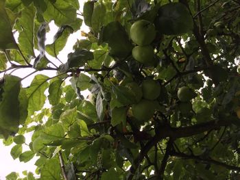 Low angle view of fruits on tree