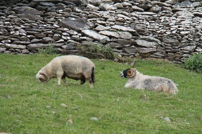 Sheep in a field