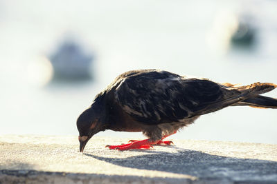 Pigeon on a fence against the sea in the background. 