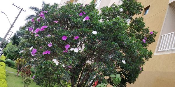 Low angle view of pink flowering plant against building