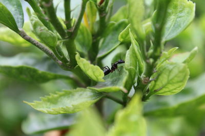 Close-up of insect on leaves